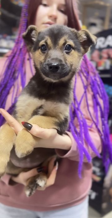 Метис німецької вівчарки 6 собаченят