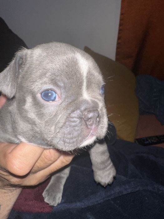 Bildogue Francês macho