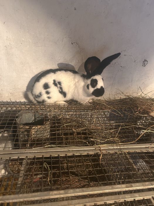 Продам кролиць строкачів