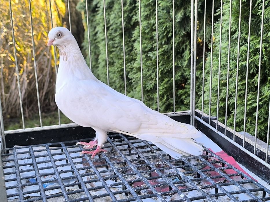 Samica zamojska gładka