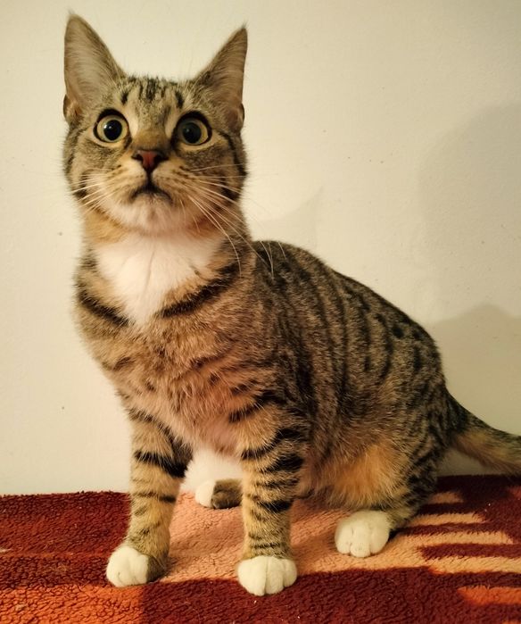 Kociaki do adopcji