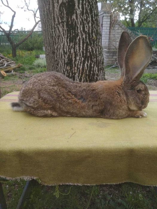 Бельгійський велетень 200 грн/кг живої ваги