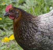 kury dominanty młode