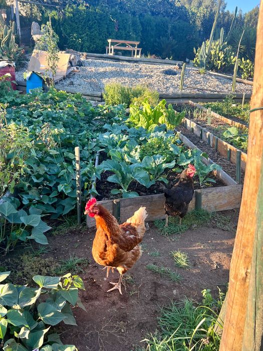 Patos mudos e Galinhas