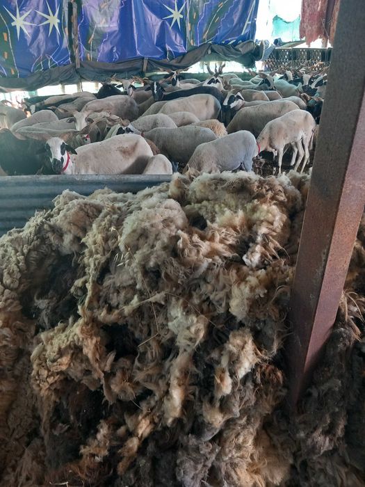 Lã Bruta em Pilha, 100kg , algodão puro, perfeito para artesanato e vida biológica e natural, 1€ kg