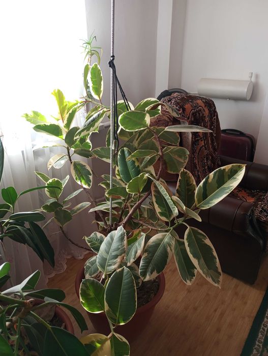 Фікус каучуконосний варієгатний