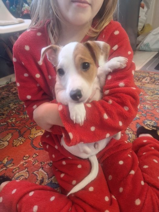 Два прекрасних цуценята Джек Рассела)))з 2ма вакцинами