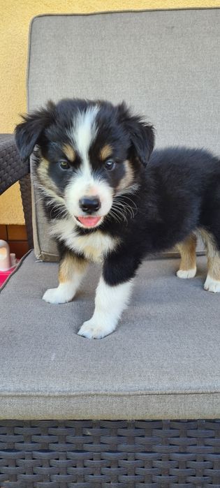 Piesek samiec Border Collie tri kolor