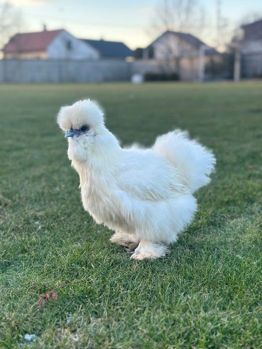 kogut silka USA splash czeko red pyle