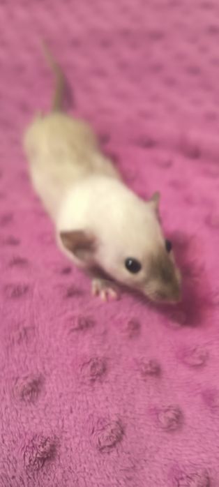 Dwa Szczury Dumbo Syjamskie Rasowe - STANDARD