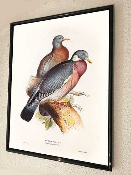 Quadro, Aves de Portugal, Pombo-torcaz