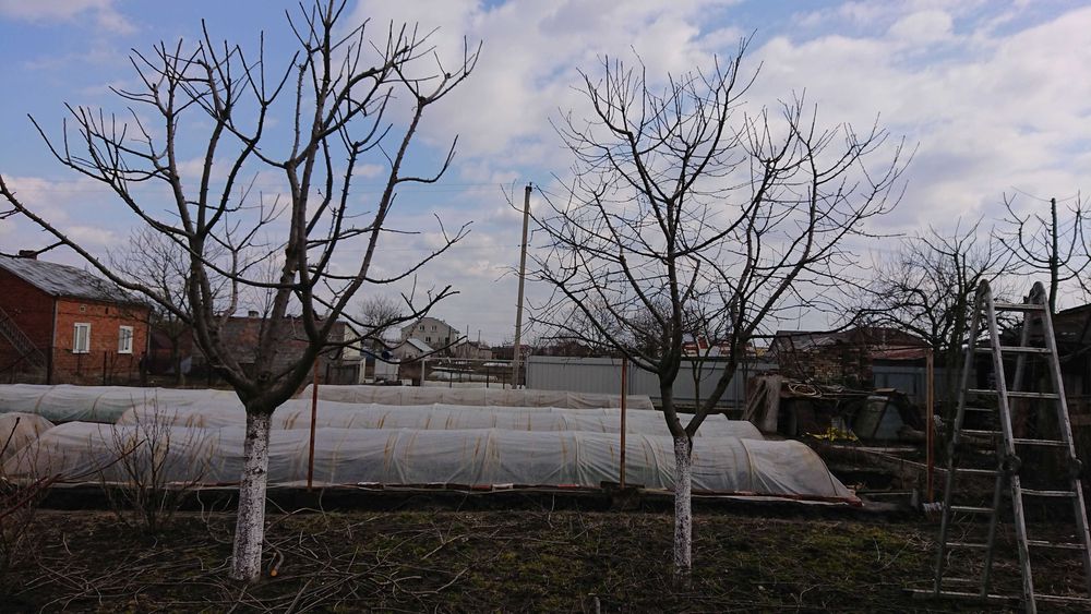 Формування рослин ландшафт, газони