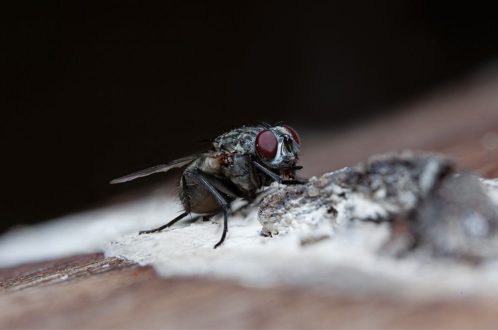 Обʼєктив  Venus Optics Laowa 100mm f/2.8 2X Ultra Macro APO для Canon EF