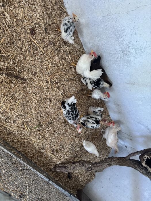 Casais de garnizas do pescoço pelado e pescoço coberto