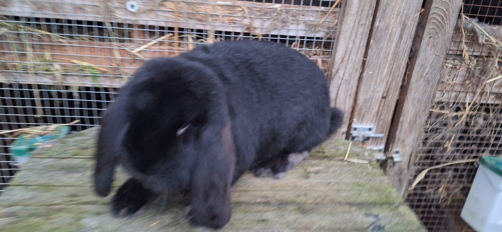 Baran Francuski Czarny z rodowodem