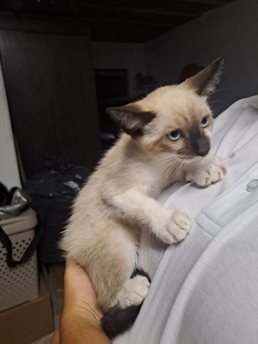 Gatinho macho com 2 meses para adoção