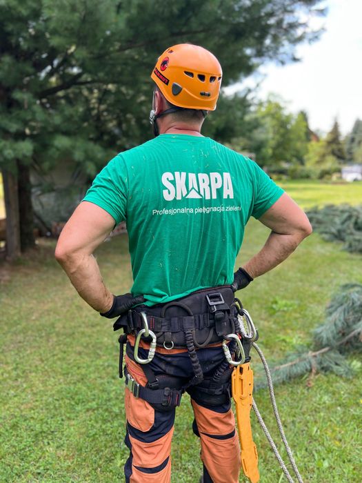 Wycinka i pielęgnacja drzew Katowice i okolice