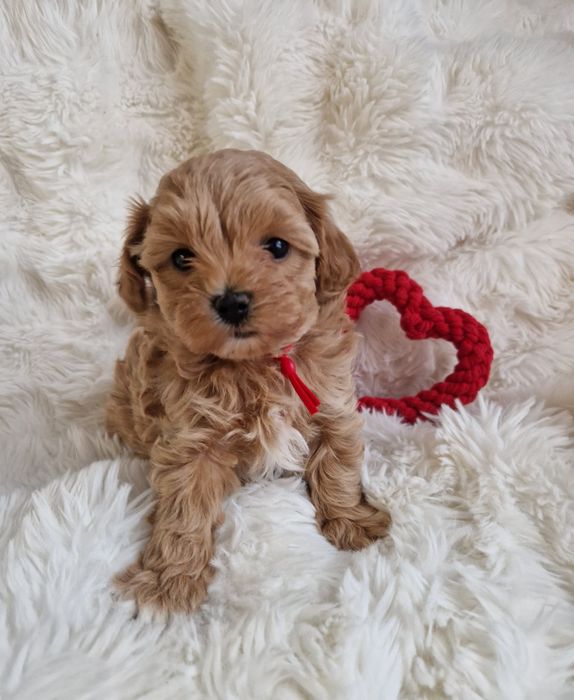Maltipoo F1 maltańczyk, pudel toy suczka czerwona  obroża
