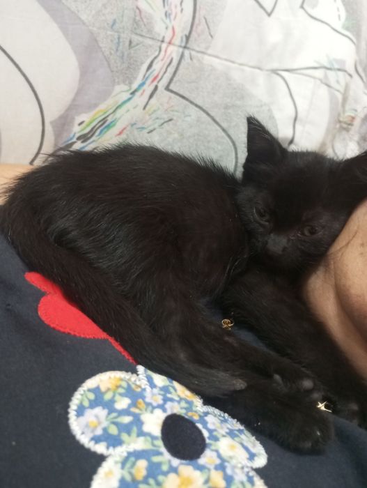 Gatinha de dois meses para adoção RIBEIRÃO