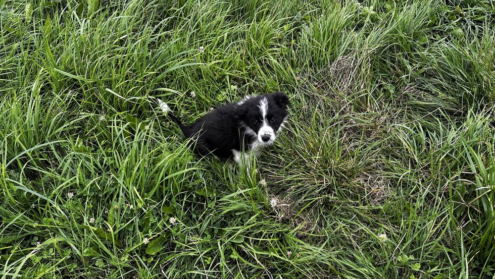 Border collie czarno-biala suczka „Malina”