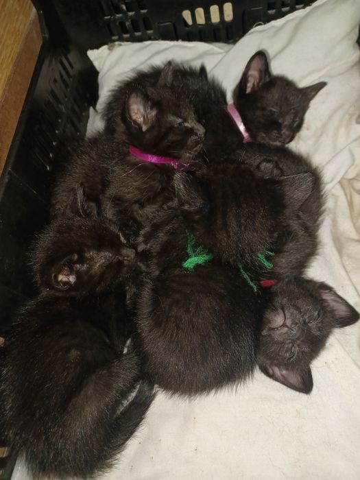 Gatos para adoção