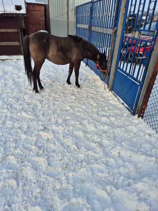 Sprzedam kucyka klacz