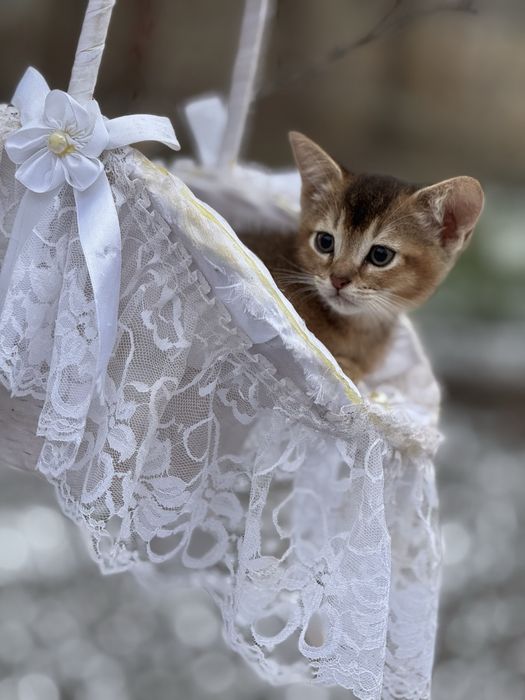 Высматриваем любьящих мам и пап