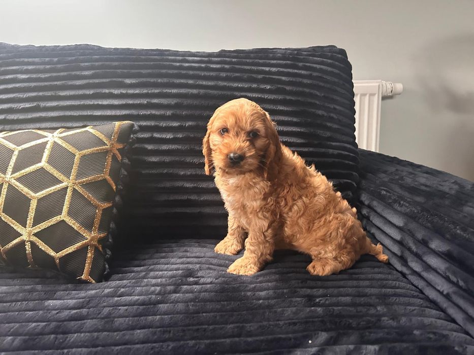 Cockapoo.cocker spaniel angielski..pudel