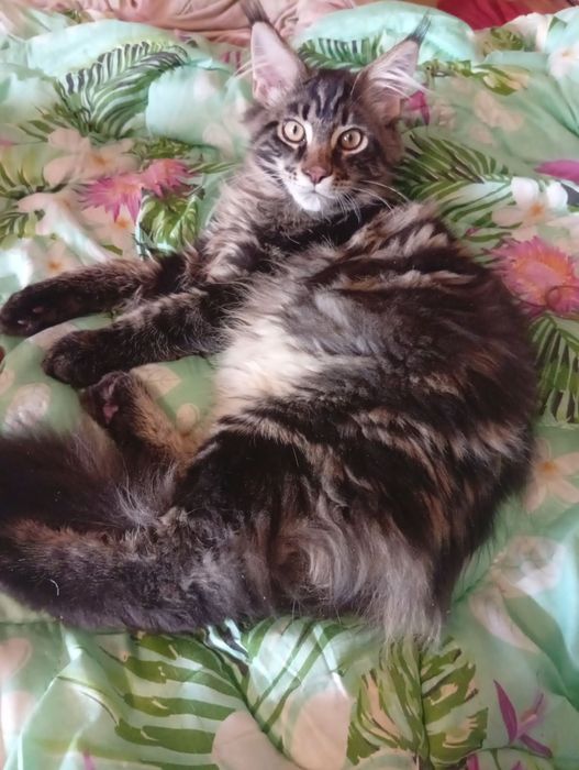 Котёнок Мэйн Куна