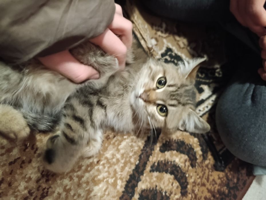 Отдам котенка бесплатно