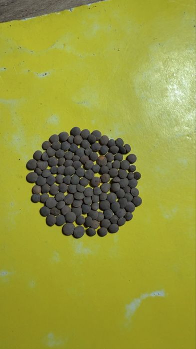 Семена чечевицы красной сорт Максима