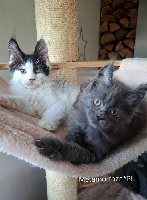Kocurek maine coon
