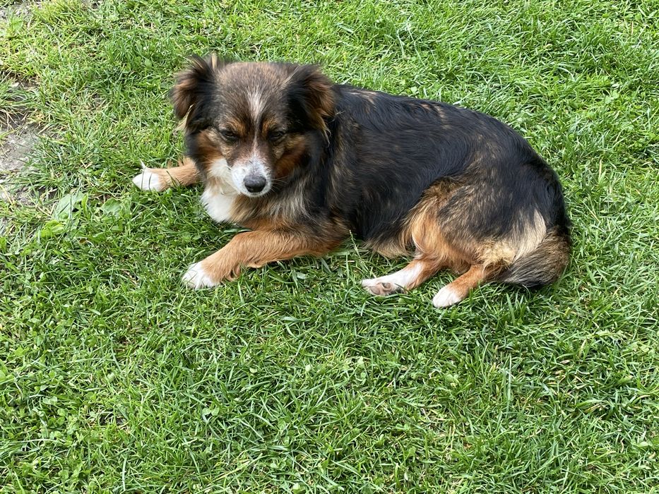 Szczeniaki malego wzrostu