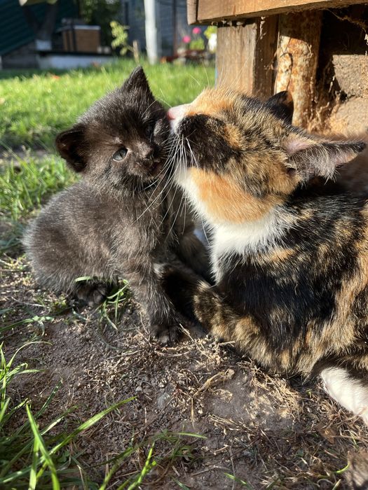 Кошенята шукають дім