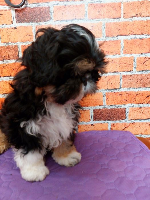 Chłopiec Shih-tzu do odbioru
