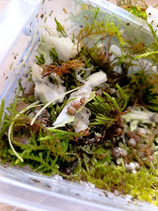 Равлики ахатини маленькі