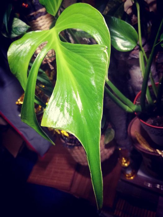 Monstera Burle Marx Flame philodendron RZADKOŚĆ kolekcjonerska natura