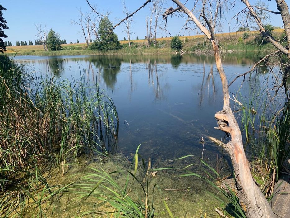 ТЕРМІНОВО Земельна ділянка, ставок (озеро), вихід до води