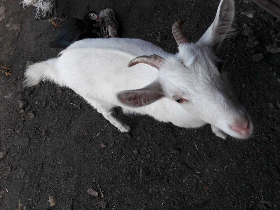 Коза, молода, не дойна