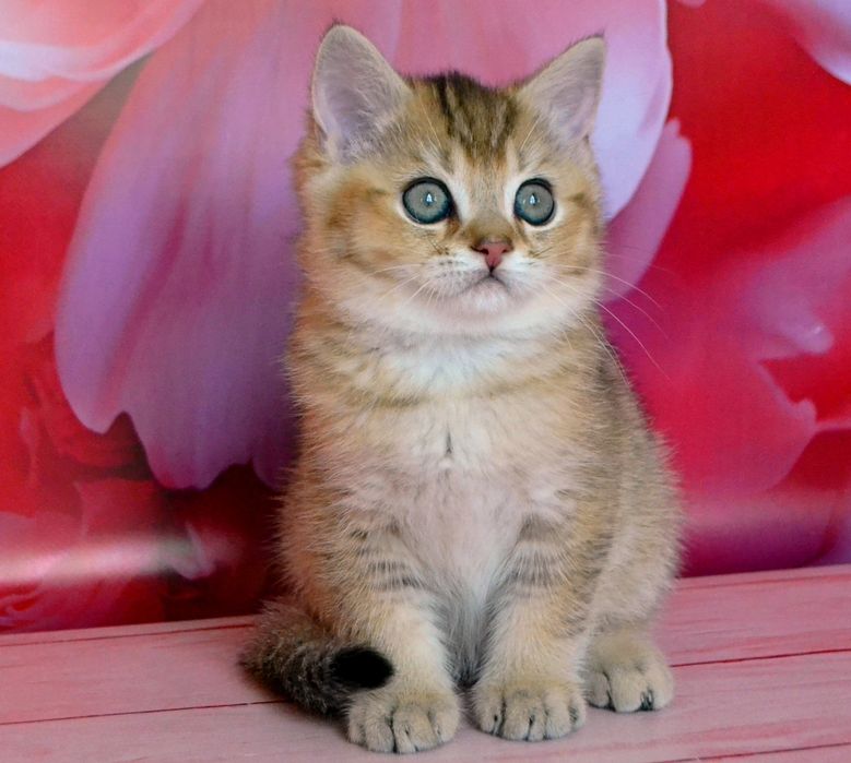 Золоті хлопчики та дівчатка