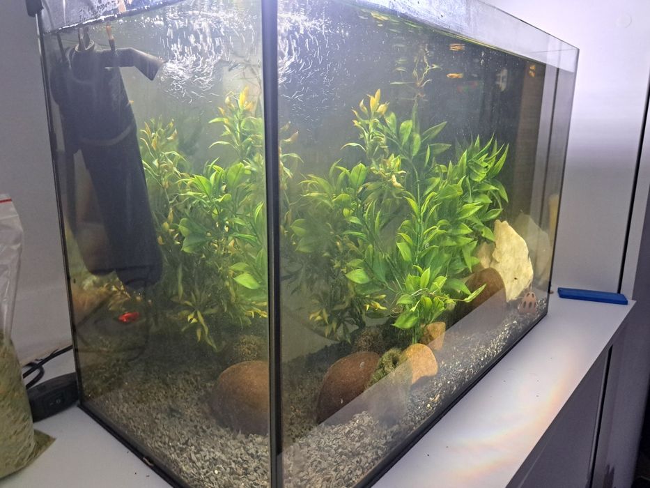 Akwarium z rybkami