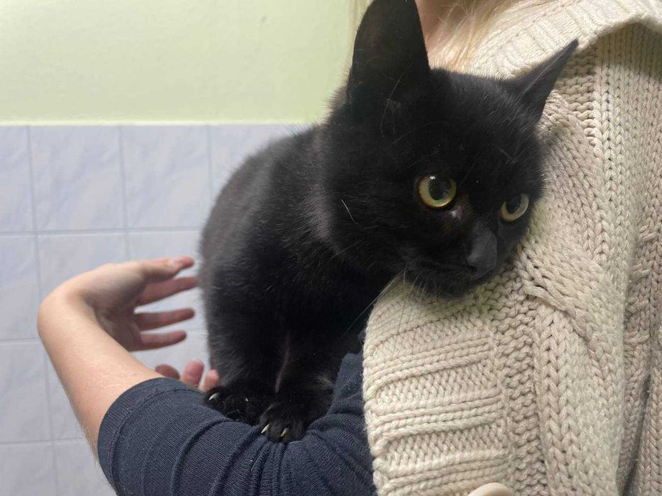 Кошеня Вукі, 4-5 міс. в пошуках дому.