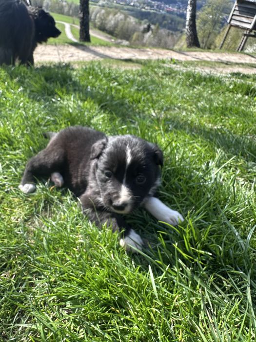 Piesek Border collie