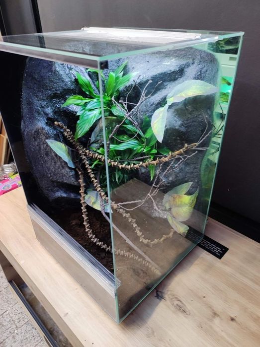 Terrarium szklane gekon żaba modliszka KOŚCIAN