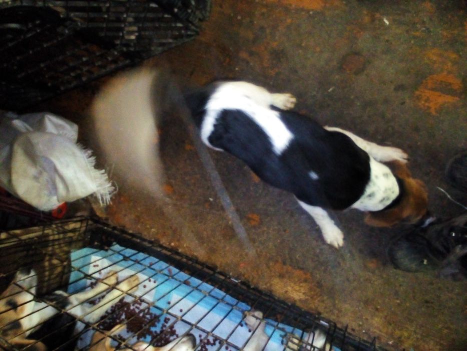 Віддам цуценя в добрі руки.