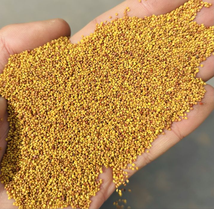 Mieszanki traw koniczyna lucerna gorzowska kupkówka tymotka wysyłka