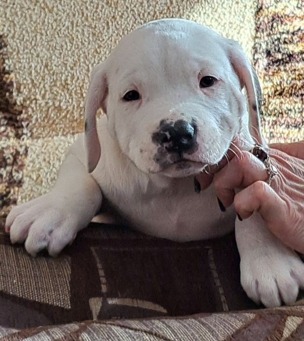 Щенки ,,Аргентинский дог,,