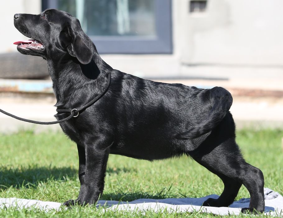 Лабрадор ретривер