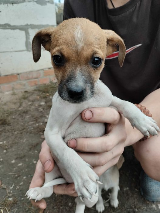 Срочно! Маленькі Щенята шукають дім