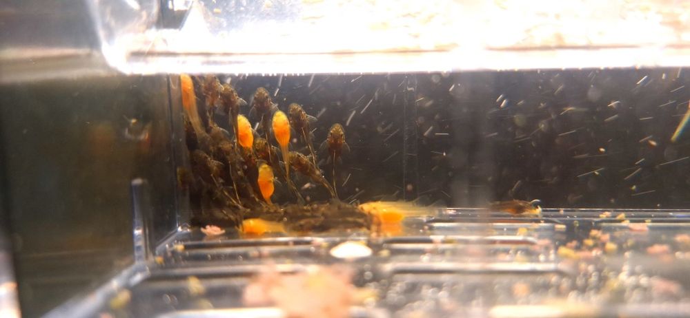 Małe Zbrojniki czarny zloty